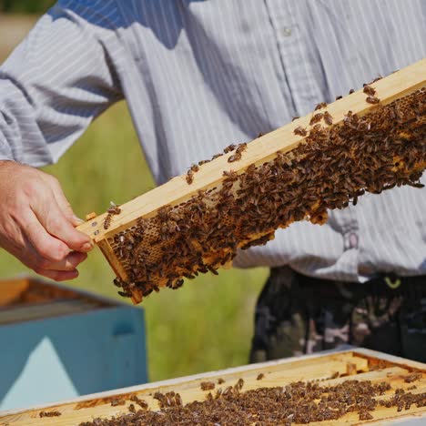 beekeeper neatly holds the frame with bees. man checks honey in the combs. apiarist takes care of beehive on the apiary. bees crawling on a honeycomb. close-up.