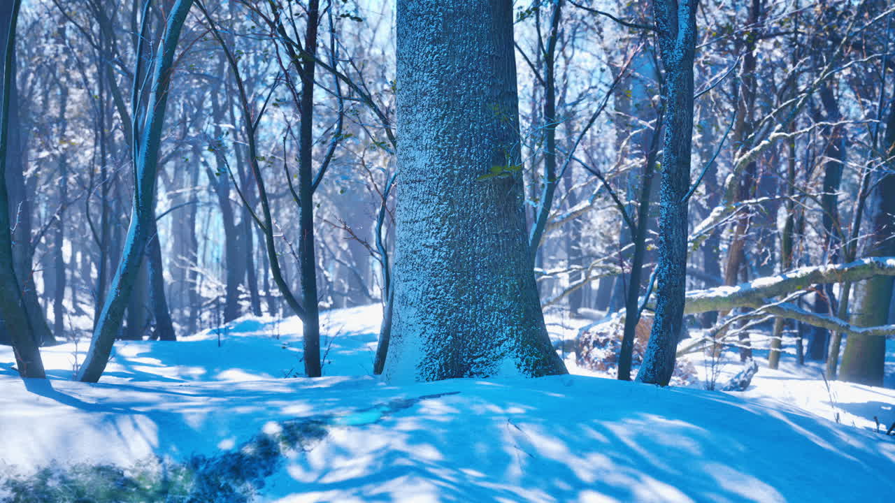 해가 지는 겨울의 숲
