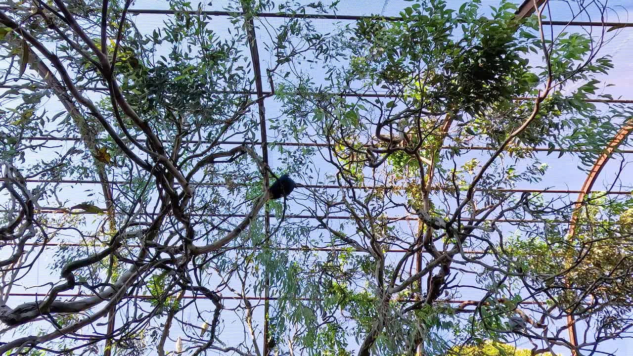 울창 한 동물원 조류 창고 안 에서 날아다니는 새 들