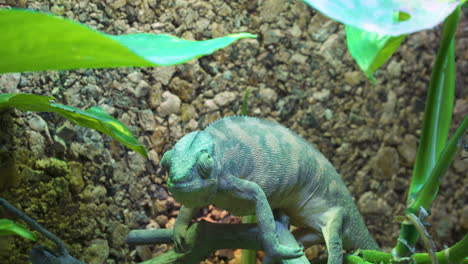 this panther chameleon or furcifer pardalis is a pregnant female looking for an insect through the leaves