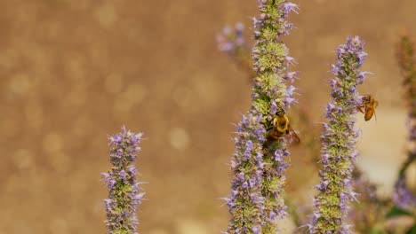 Hisopo-De-Anís-Con-Abejorros-Y-Abejas-Melíferas-Polinizando-Y-Volando-Con-Un-Hermoso-Fondo-Dorado-En-Una-Panorámica-Panorámica-Siguiendo-A-Los-Insectos