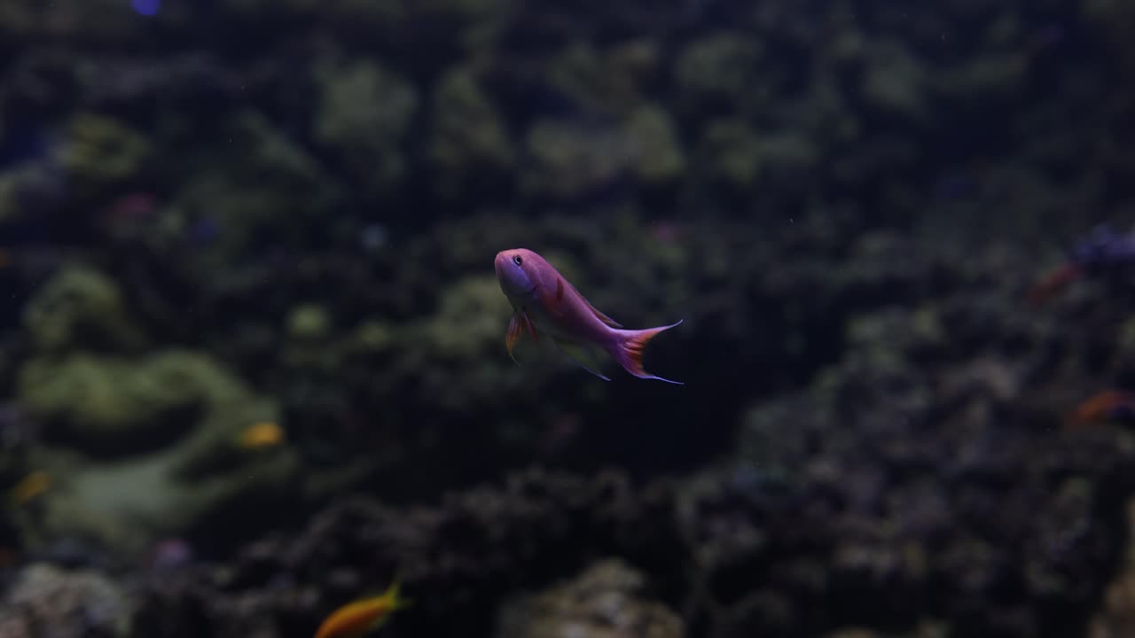 A colorful fish swimming in an aquarium