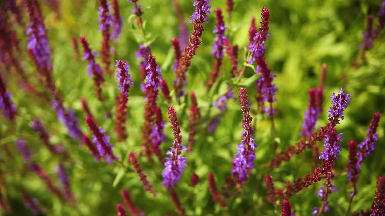 hermosa planta morada y roja en un jardín