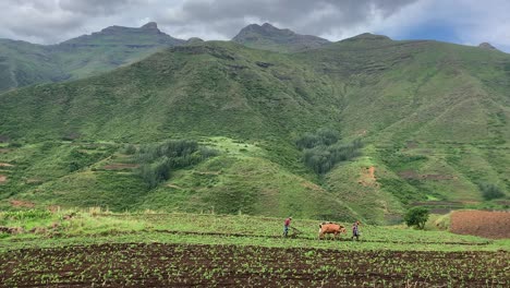 Los-Agricultores-Usan-Ganado-Para-Arar-El-Campo-Verde-En-Las-Montañas-De-Lesotho,-áfrica