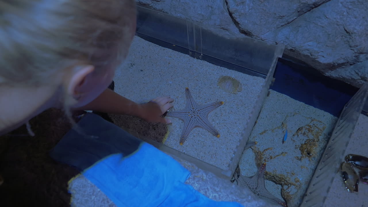 mujer tocando estrellas de mar en el oceanario