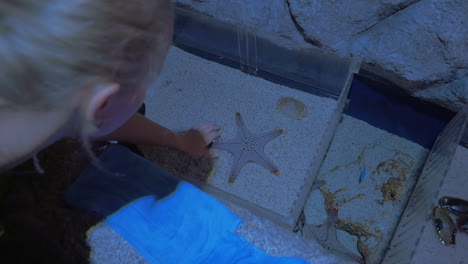 woman touching starfish in oceanarium