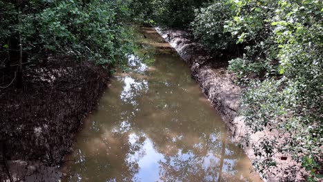 canal fangoso en el bosque de manglares