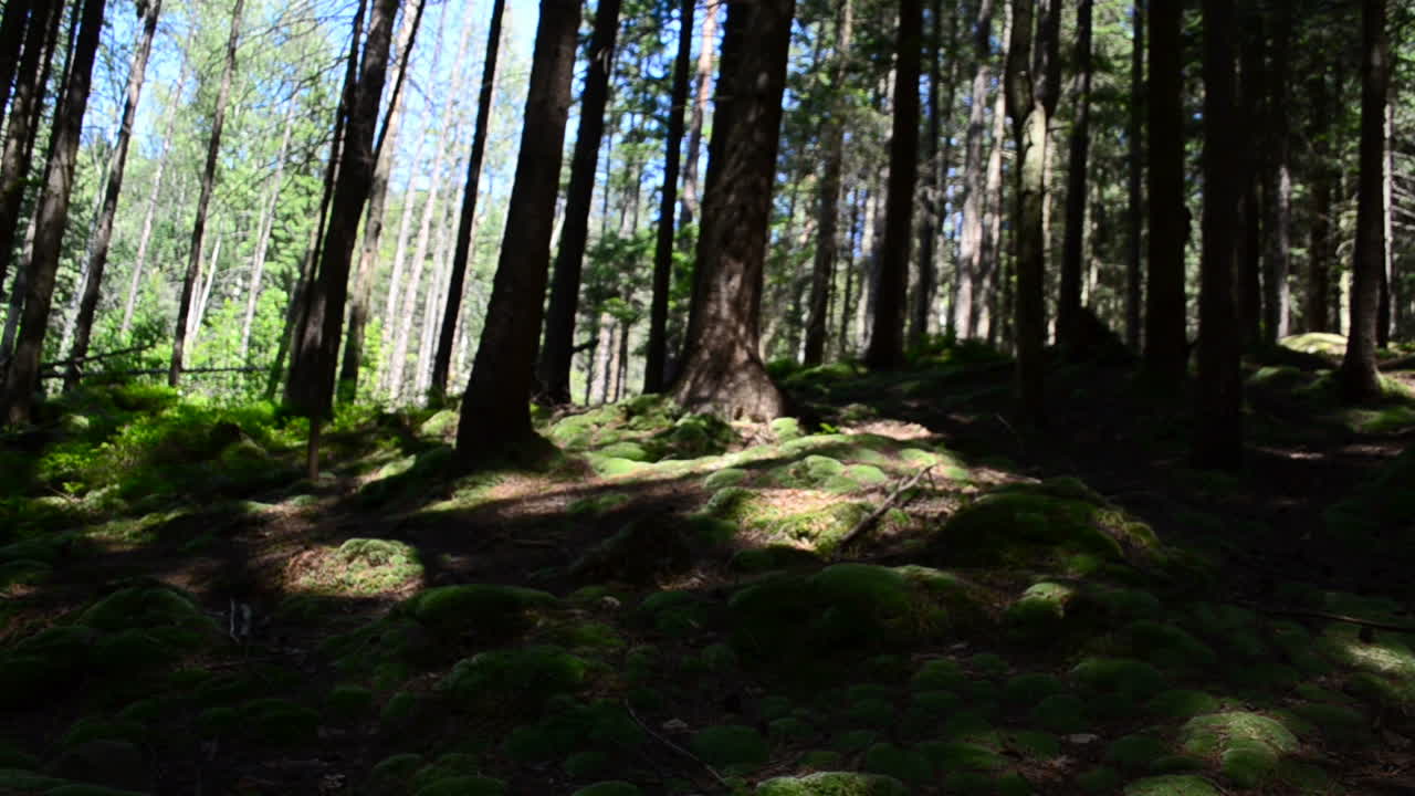 Pini di alta montagna. Estate e bosco.