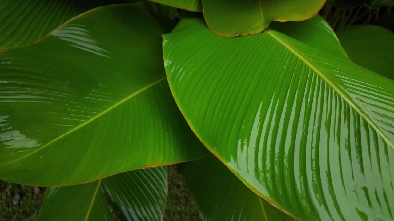 Humid plants leaves surface rainforest canopy nature up-close veins striation
