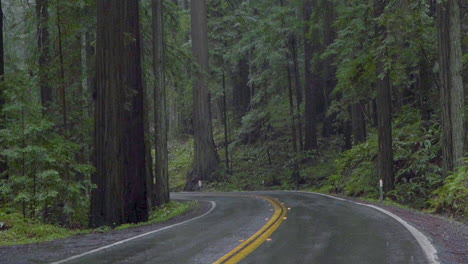 rainy street in redwood state park, northern california