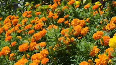 various species and colorful chrysanthemum flowers planted and grows in the garden