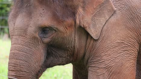 detailed views of an elephant's face and emotions