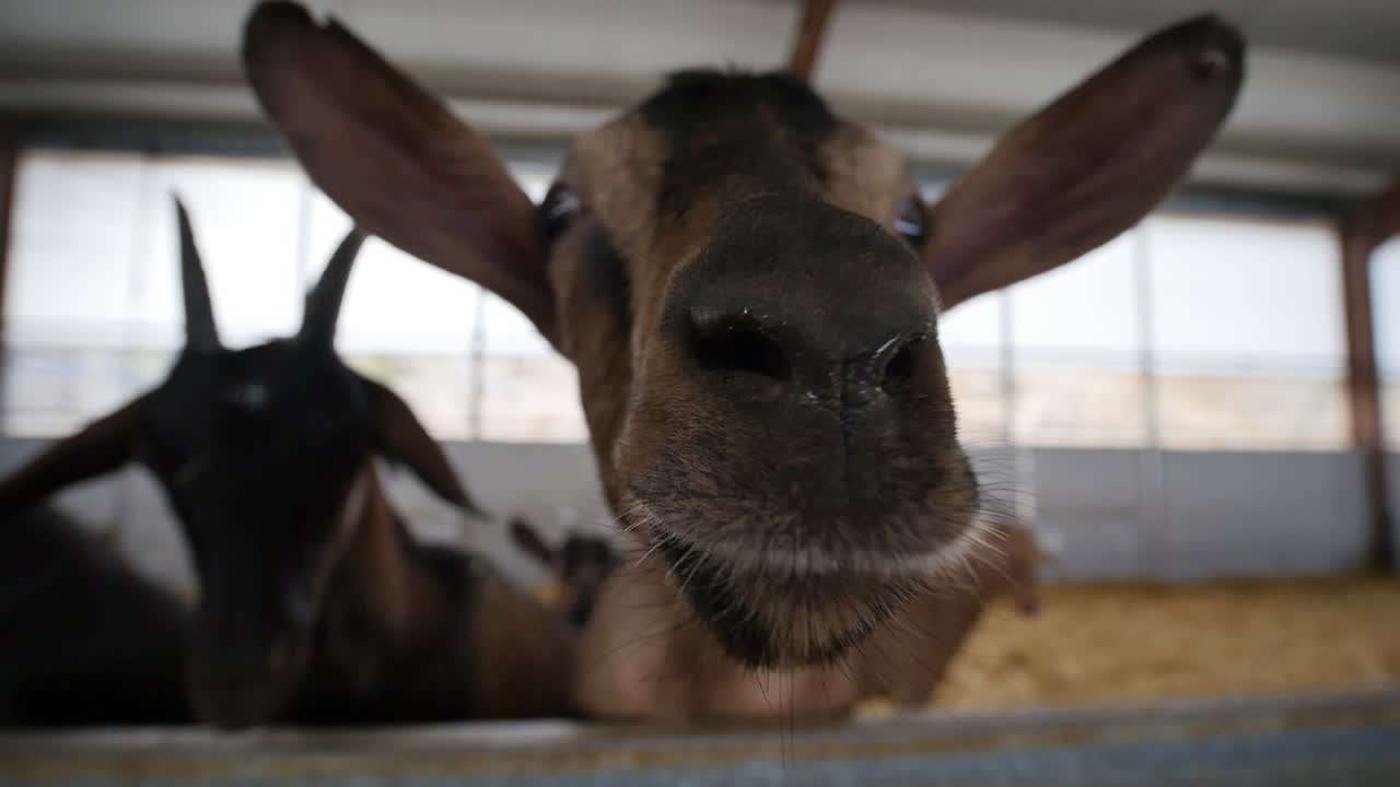Funny goat close-up with wide angle lens