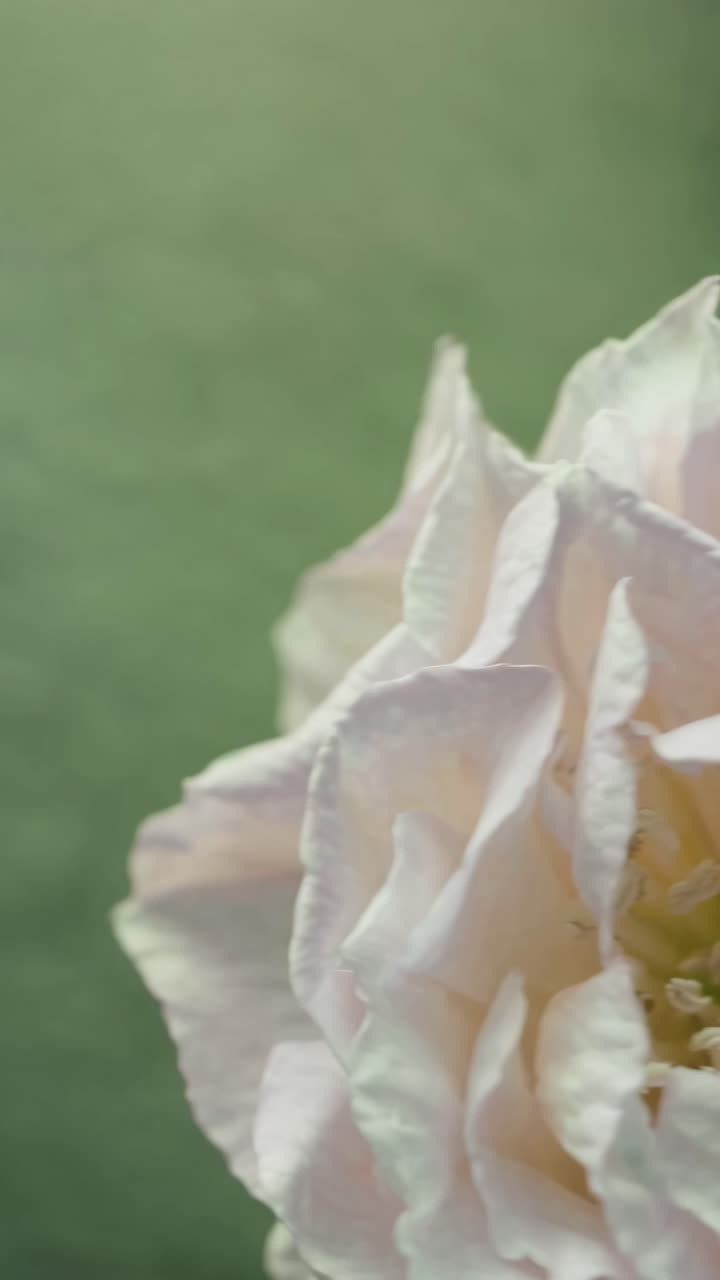 Video ravvicinato di una delicata rosa bianca su uno sfondo verde tenue, ripresa da un angolo laterale
