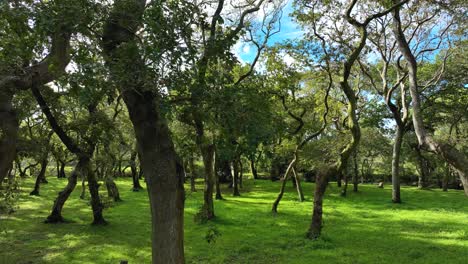 suelo forestal verde con árboles densos en carballeira municipal de baio caminata en españa