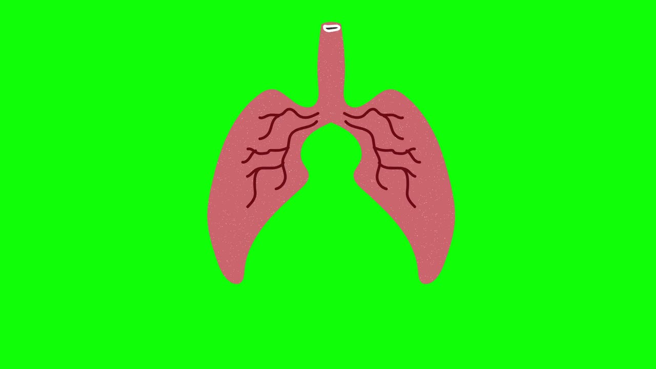 pulmones dibujados a mano en pantalla verde. animación de bucle flotante