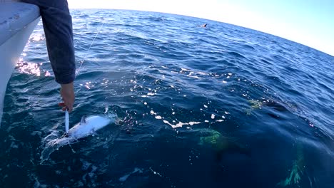 mexican bonita fish flaps fins on surface of water as fisherman raises it out of water