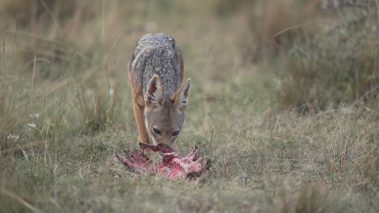 A black backed jackal feeds on a carcass in the African savannah