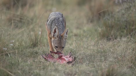 a black backed jackal feeds on a carcass in the african savannah