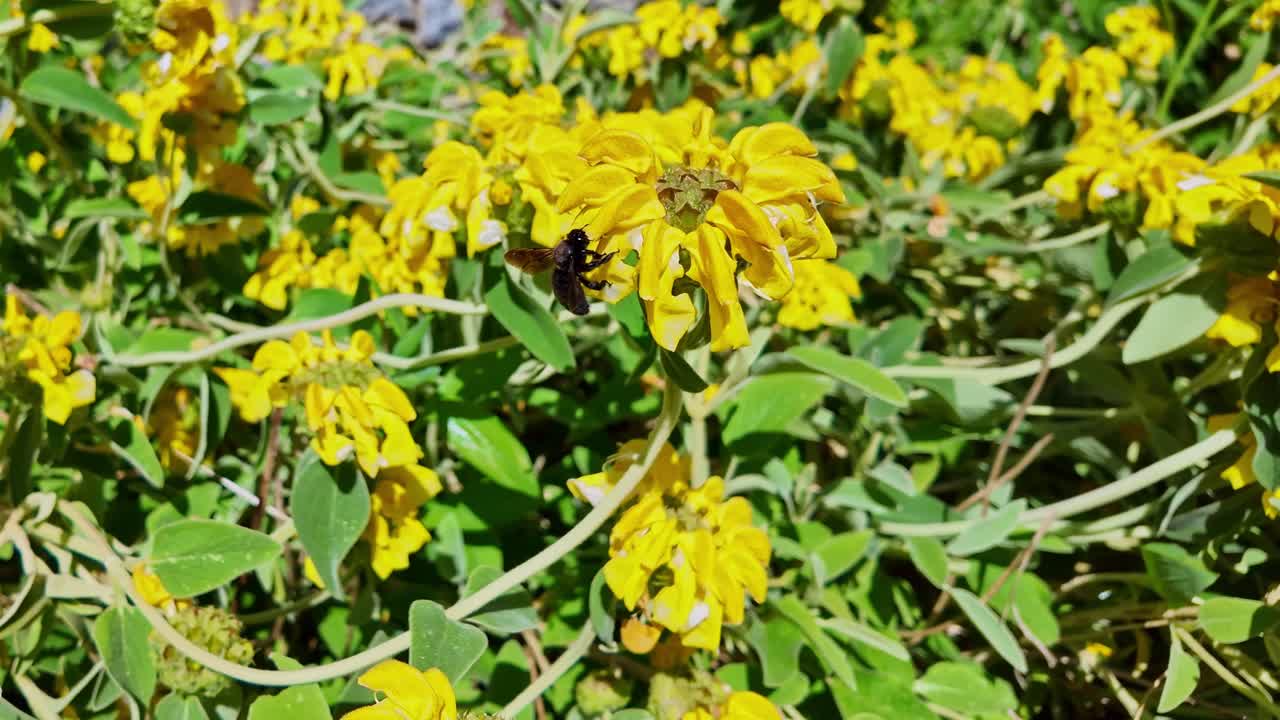 Macro close-up of carpenter bee approaching and landing on a yellow Jerusalem sage flower - France