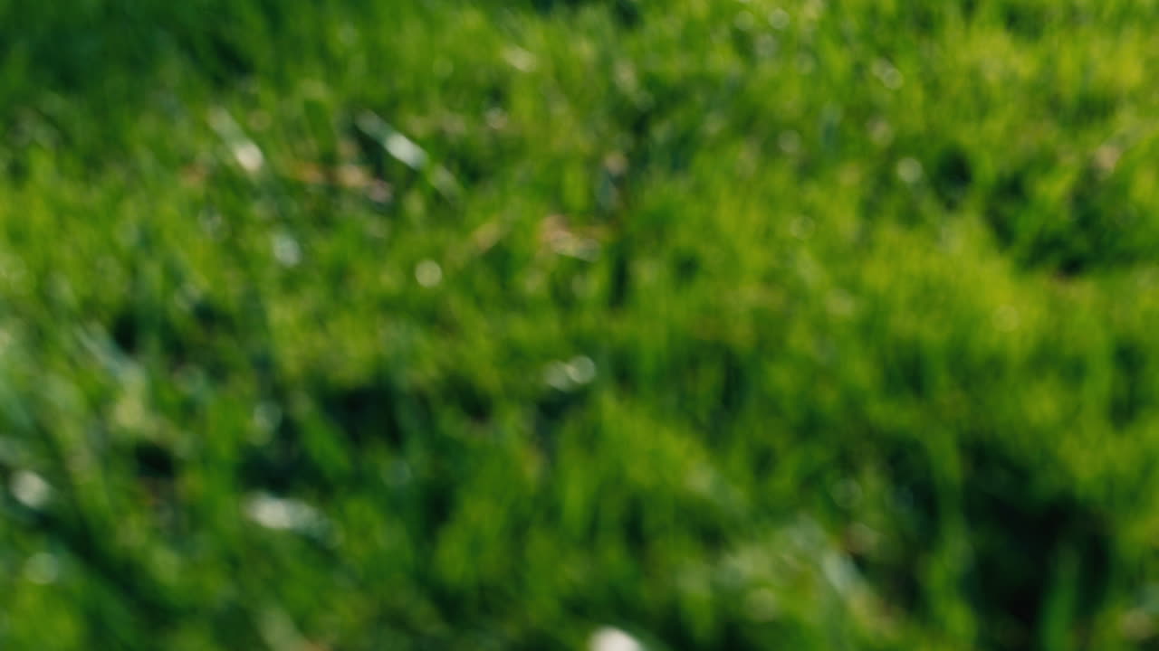 fondo de césped verde bien cuidado