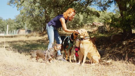 woman interacting with multiple dogs outdoors