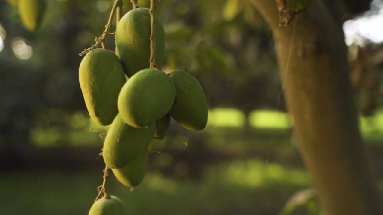 Riprese ravvicinate di un grappolo di manghi verdi acerbi pendenti da un ramo d'albero, circondati da foglie rigogliose con la luce solare che filtra delicatamente attraverso il fogliame. Lo sfondo sfocato evidenzia