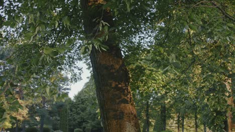large tree and leafy branches in sun-dappled cemetery