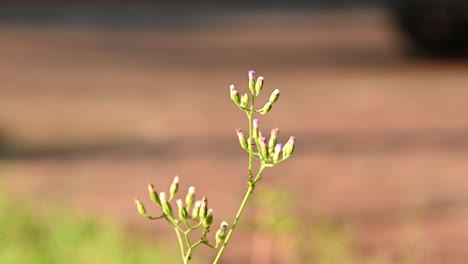 small single leaf blown gently by the wind with some ants crawling all over it