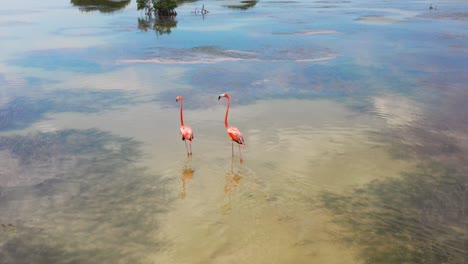 luftaufnahme von leuchtend rosa flamingovögeln in ihrem natürlichen lebensraum in yucatan, mexiko