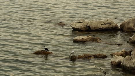 Pájaro-Cormorán-Pigmeo-Volando-Lejos-De-La-Costa-Rocosa-Del-Lago,-Dejando-A-La-Gaviota-Sola