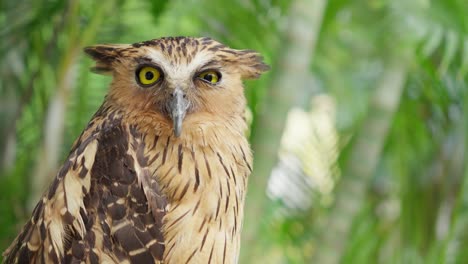 el búho de pescado buffy o ketupa ketupu encaramado en el bosque tropical de palmeras mira con ojos amarillos