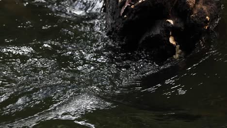 detailed view of water currents swirling around a partially submerged log in a river.