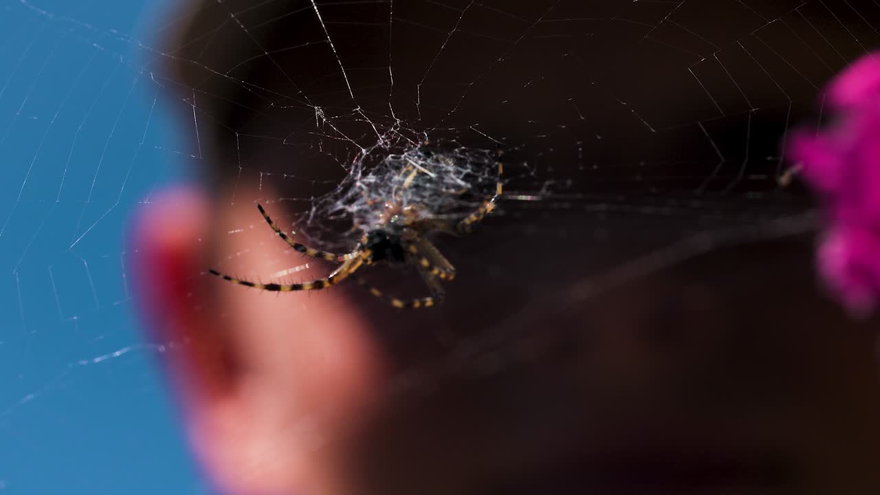 araña en una red con una persona borrosa en el fondo
