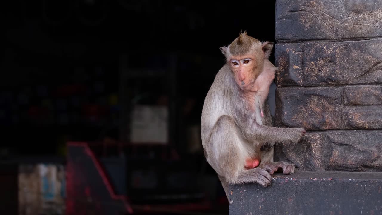 macaco de cola larga, macaca fascicularis, lop buri, tailandia