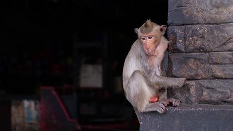 long-tailed macaque, macaca fascicularis, lop buri, thailand