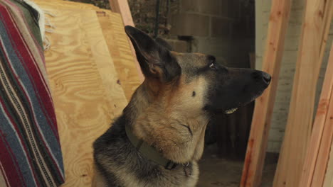 dog catches a fly and licks his mouth, static shot