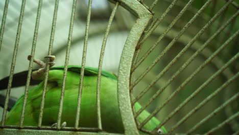 pájaro loro en jaula: 4k