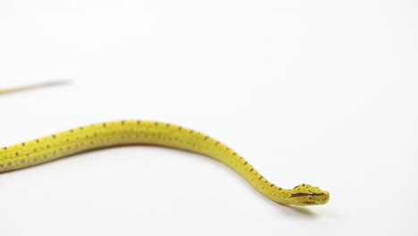 young small green tree python slithers on white background - close up