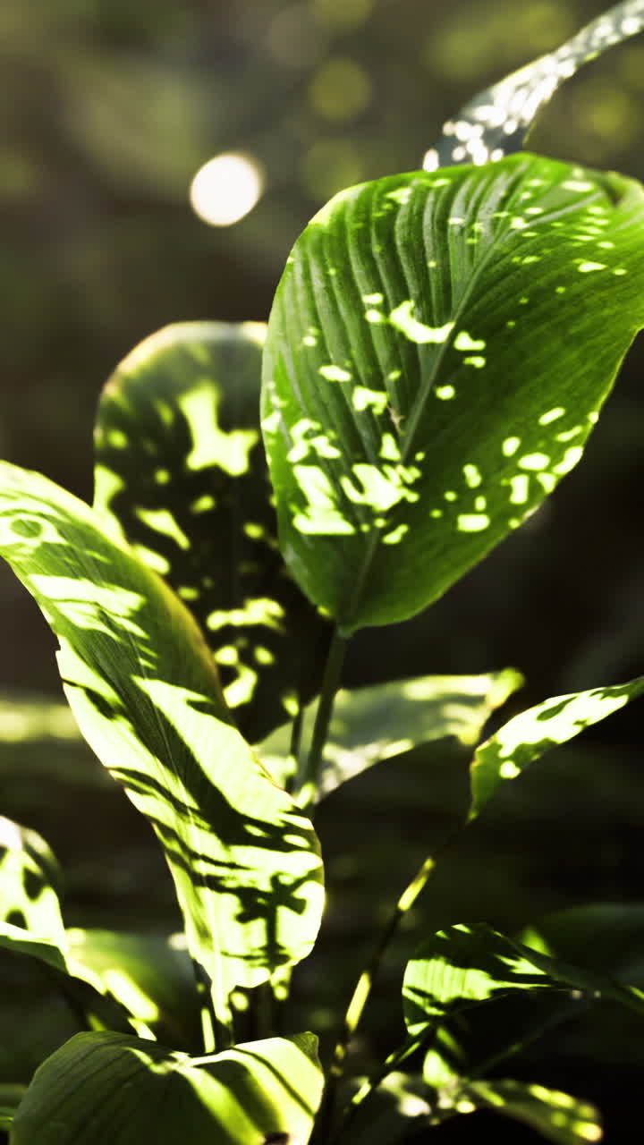 Sunlight filters through leaves highlighting a young plant in a lush forest
