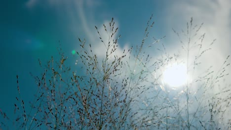 panicum virgatum 'heavy metal' silhouette against sky and sun