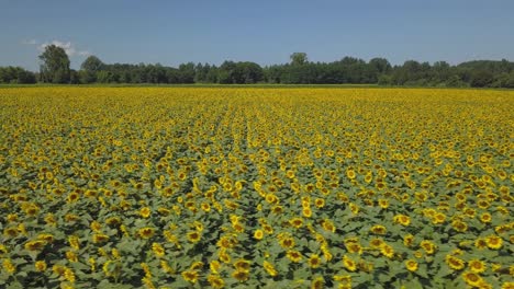 aerial view of sunflower field. aerial view of sunflowers field