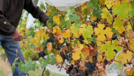 Man-handpicking-grapes-during-a-harvest