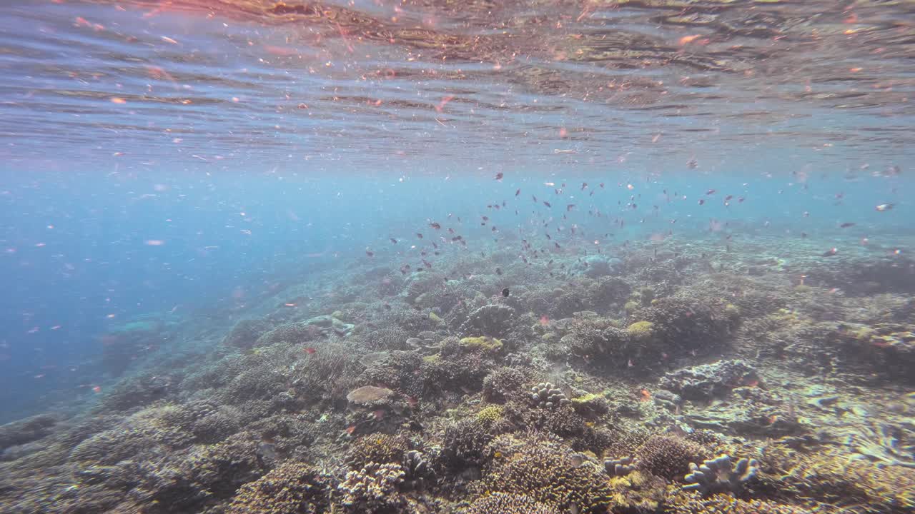 An underwater view of the Great Barrier Reef, Australia, captures a stunning coral landscape