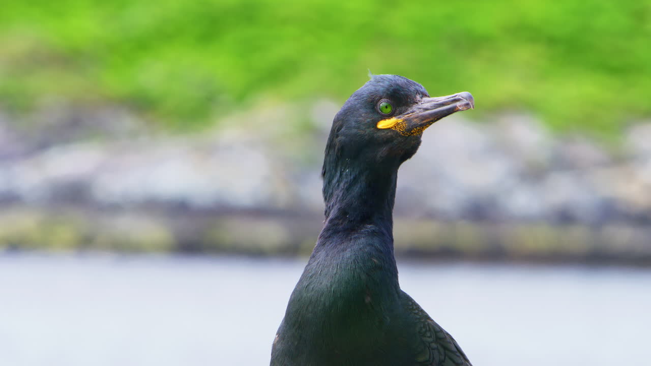 A close-up of a European shag (Gulosus aristotelis) looking around on a rocky cliff at Hornøya Island near Vardø, Finnmark, Northern Norway, during summer by the Arctic Ocean in clear daylight