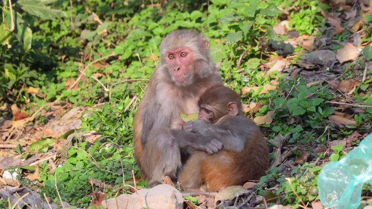 A mother and young rhesus macaque sitting on the forest floor enjoying the morning sunlight with a plastic bag beside them
