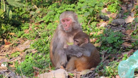 a mother and young rhesus macaque sitting on the forest floor enjoying the morning sunlight with a plastic bag beside them