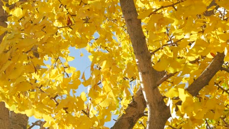 ginkgo tree with golden autumn leaves