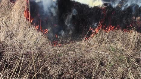 pasto amarillo ardiendo