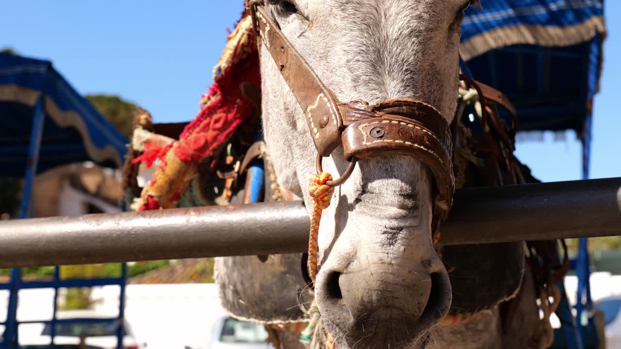 um cavalo solitário com uma carruagem amarrada a uma cerca em mijas, espanha